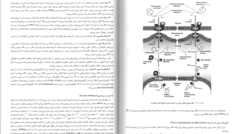 دانلود pdf کتاب زیست شناسی سلولی،مولکولی و مهندسی ژنتیک مجید مهدوی